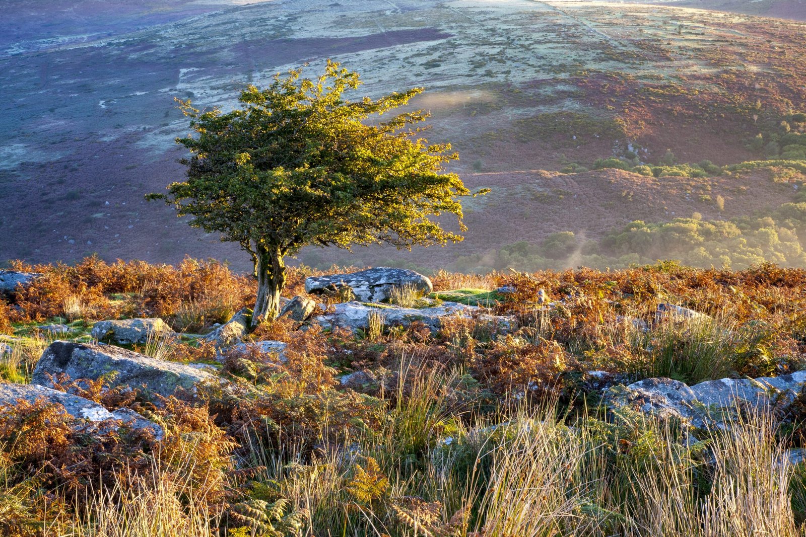 A tree surrounded by greenery under the sunlight in the Dartmoor National Park, Devon, the UK